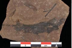 Foto (Detailansicht) von Pinus palaeostrobus Ettingshausen (NHMW-GEO-2024-0188-0200)